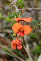 Dillwynia hispida