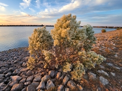 Baccharis neglecta