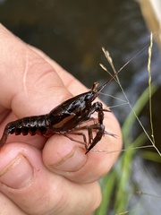 Procambarus versutus