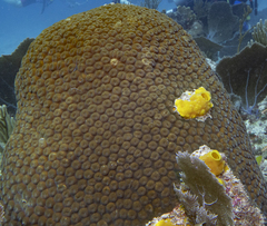 Montastraea cavernosa