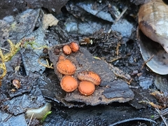 Scutellinia vitreola