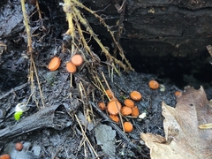 Scutellinia vitreola