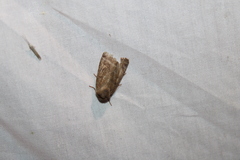 Orthosia hibisci