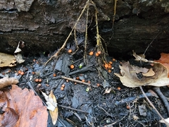 Scutellinia vitreola