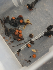 Scutellinia vitreola