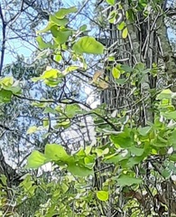 Styrax platanifolius