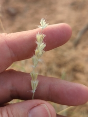 Hilaria rigida