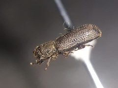 Bostrichidae