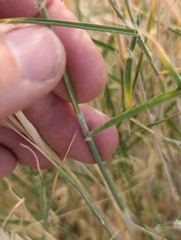 Hilaria rigida