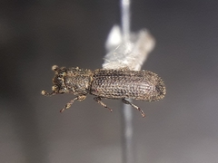 Bostrichidae