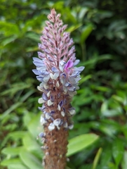 Uraria crinita
