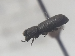 Bostrichidae
