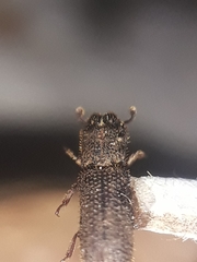Bostrichidae