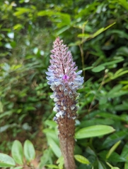 Uraria crinita