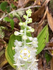Veratrum fimbriatum