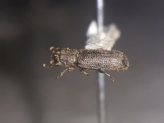 Bostrichidae