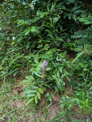 Uraria crinita