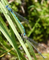 Argia pima