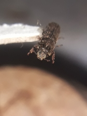 Bostrichidae