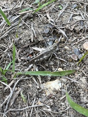 Trilophidia annulata