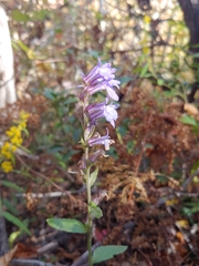 Lobelia puberula
