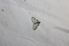 Lobophora nivigerata