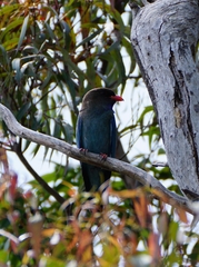 Eurystomus orientalis