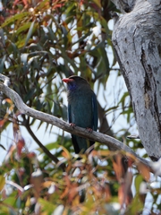 Eurystomus orientalis