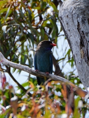 Eurystomus orientalis