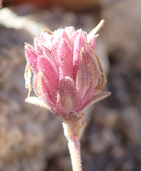 Monardella australis