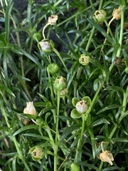 Sagina procumbens
