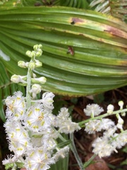 Veratrum fimbriatum
