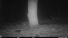 Glaucomys oregonensis