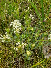 Pimelea humilis