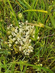 Pimelea humilis