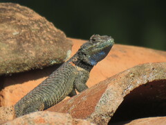 Sceloporus torquatus