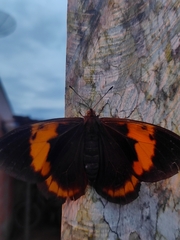Nymphalidae