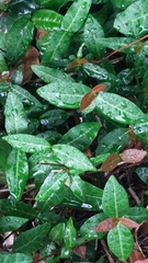 Trachelospermum asiaticum