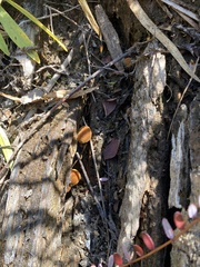 Phaeomarasmius proximans