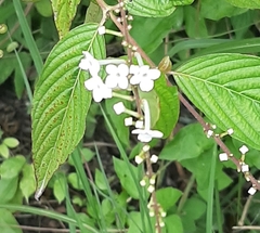 Gonzalagunia hirsuta