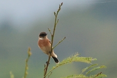 Saxicola stejnegeri