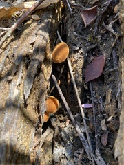 Phaeomarasmius proximans