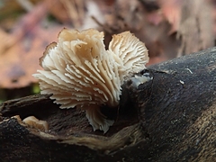 Lentinellus