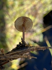 Phaeomarasmius proximans