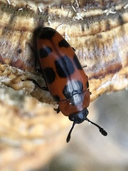 Episcaphula australis