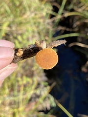 Phaeomarasmius proximans
