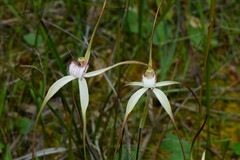 Caladenia venusta