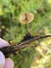 Phaeomarasmius proximans