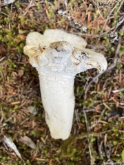 Turbinellus kauffmanii