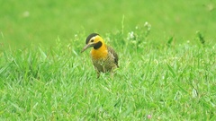 Colaptes campestris campestris